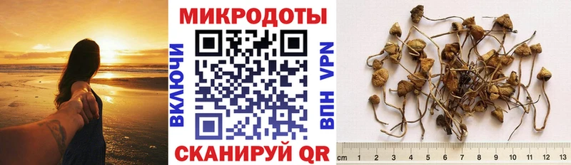 Галлюциногенные грибы Psilocybine cubensis  Купить где  Лукоянов 